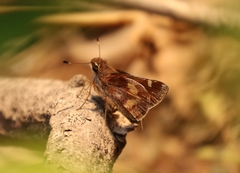 Lon melane vitellina