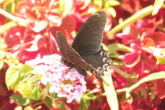 Mimoides thymbraeus aconophos