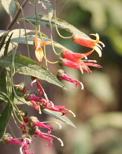 Sierra Madre lobelia