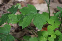 Sanicula chinensis