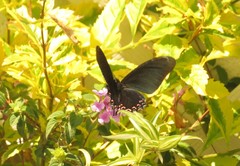 Mimoides thymbraeus aconophos