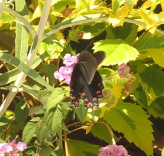 Mimoides thymbraeus aconophos