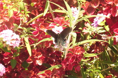 Mimoides thymbraeus aconophos