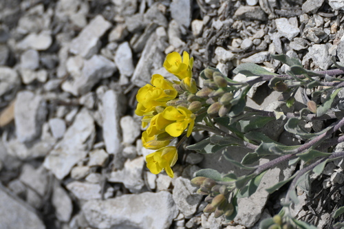 Image of Double Twinpod (Physaria didymocarpa) by (c) Syd Cannings, some rights reserved (CC BY)