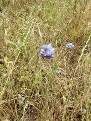 Gilia achilleifolia