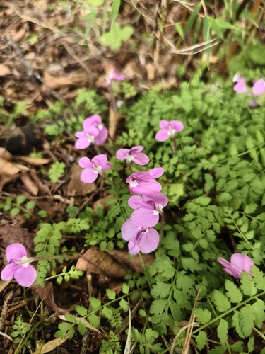 Pedicularis geosiphon