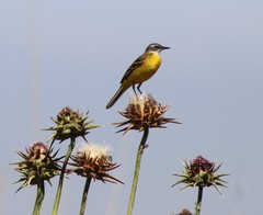 Motacilla flava iberiae
