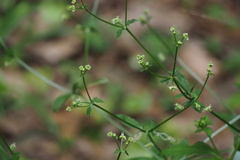 Sanicula chinensis