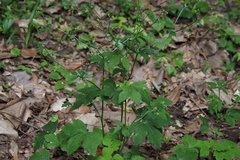 Sanicula chinensis