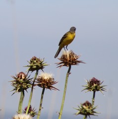 Motacilla flava iberiae