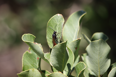 Elaphroptera