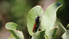 Elaphroptera