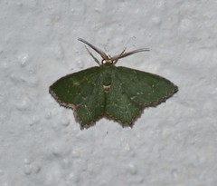 Chloropteryx nordicaria