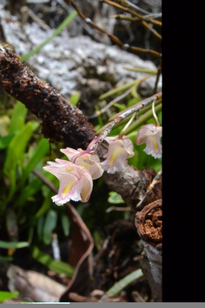 Dendrobium kentrophyllum Hook.f.