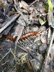 Cormocephalus rubriceps