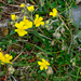 Helianthemum oelandicum piloselloides - Photo (c) Shawn O'Donnell, μερικά δικαιώματα διατηρούνται (CC BY), uploaded by Shawn O'Donnell
