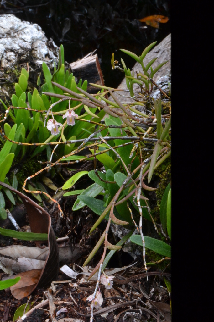 Dendrobium kentrophyllum Hook.f. 2