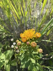 Pentanema asperum