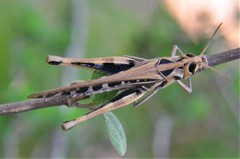 Rhammatocerus viatorius