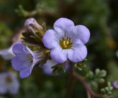 Phacelia brachyloba