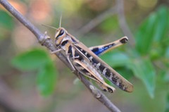 Rhammatocerus viatorius