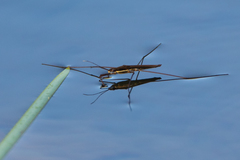 Limnoporus notabilis