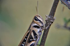 Rhammatocerus viatorius