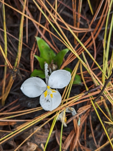 Weldenia candida, photograph 5