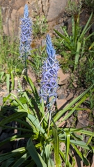 Camassia cusickii, photograph (c) Brodie Cass Talbott, some rights reserved (CC BY)
