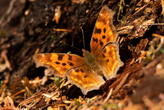Polygonia satyrus