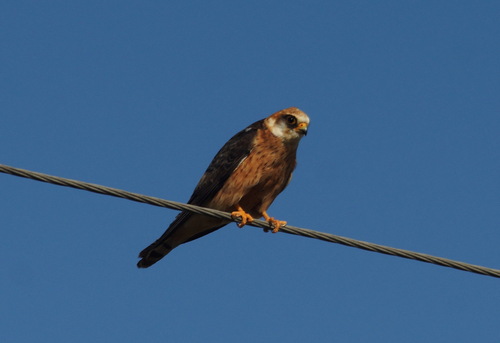 Cernícalo patirrojo (Falco vespertinus)