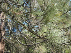Pinus coulteri