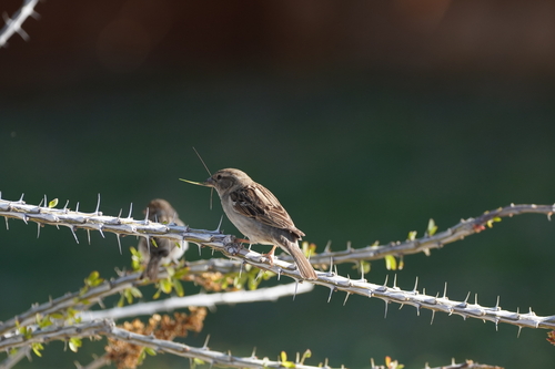 House Sparrow