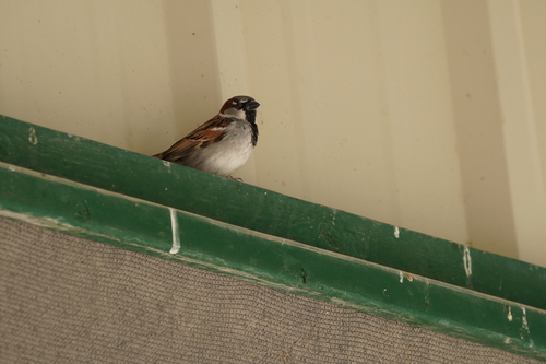 House Sparrow