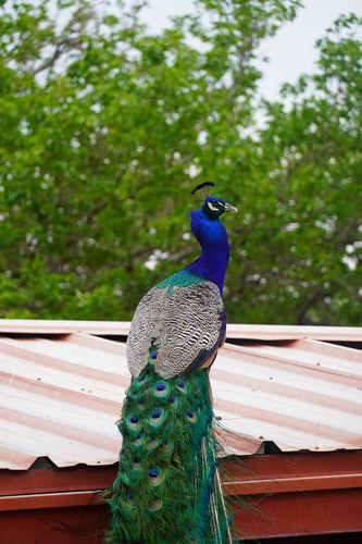 Indian Peafowl