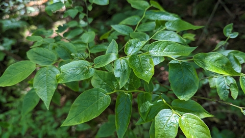Image of Vaccinium erythrocarpum by (c) Alina Martin, some rights reserved (CC BY)