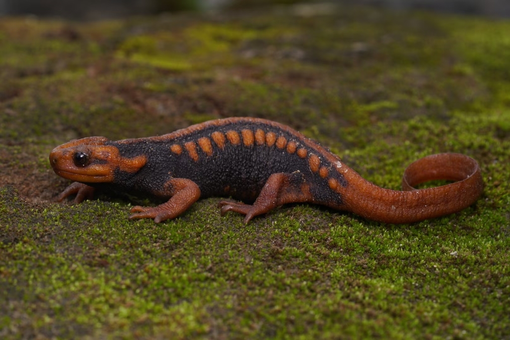 Yunnan Newt in May 2024 by aliencanaan · iNaturalist