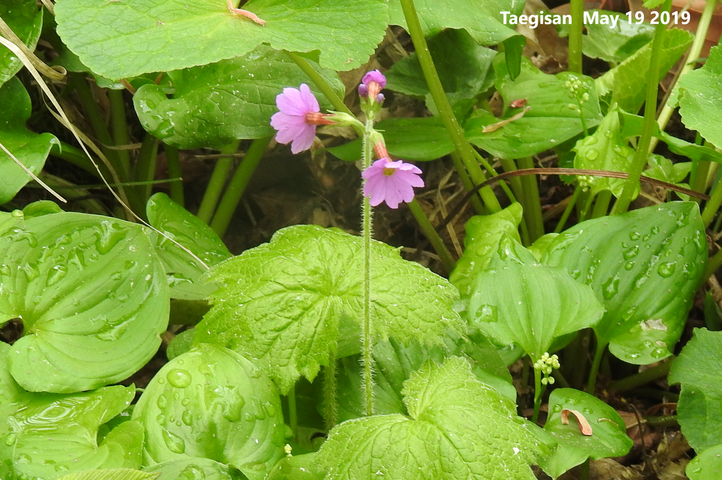 Primula jesoana