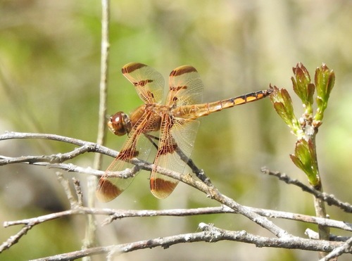 Painted Skimmer photo 4