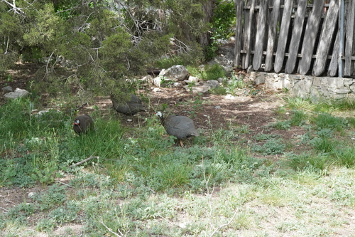 Helmeted Guineafowl