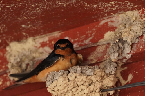 Barn Swallow
