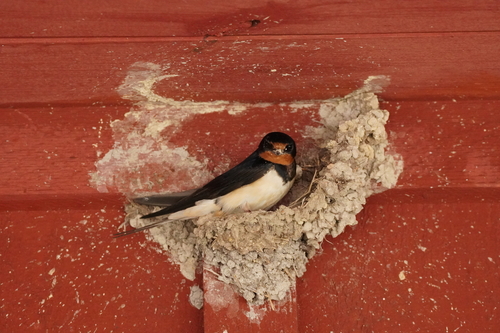 Barn Swallow