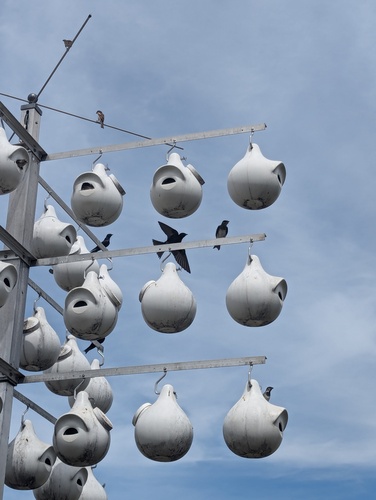 Purple Martin