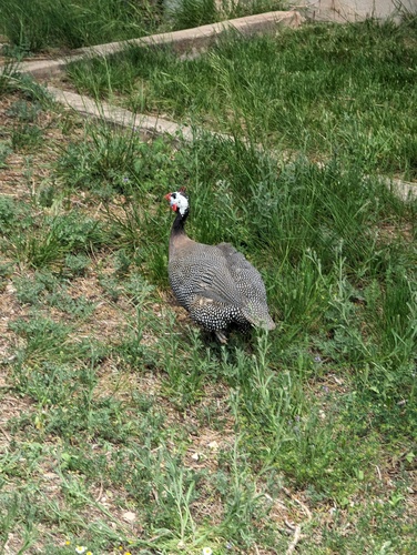 Helmeted Guineafowl