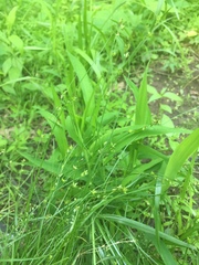 Carex rosea