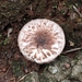 Hymenagaricus splendidissimus - Photo (c) Simba, algunos derechos reservados (CC BY-NC), subido por Simba