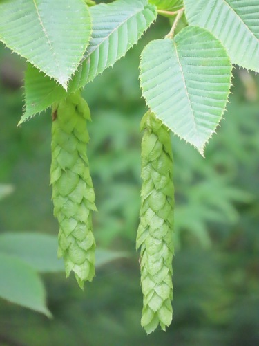 Image of Sawa Hornbeam (Carpinus cordata) by (c) Marco Mussita, some rights reserved (CC BY)
