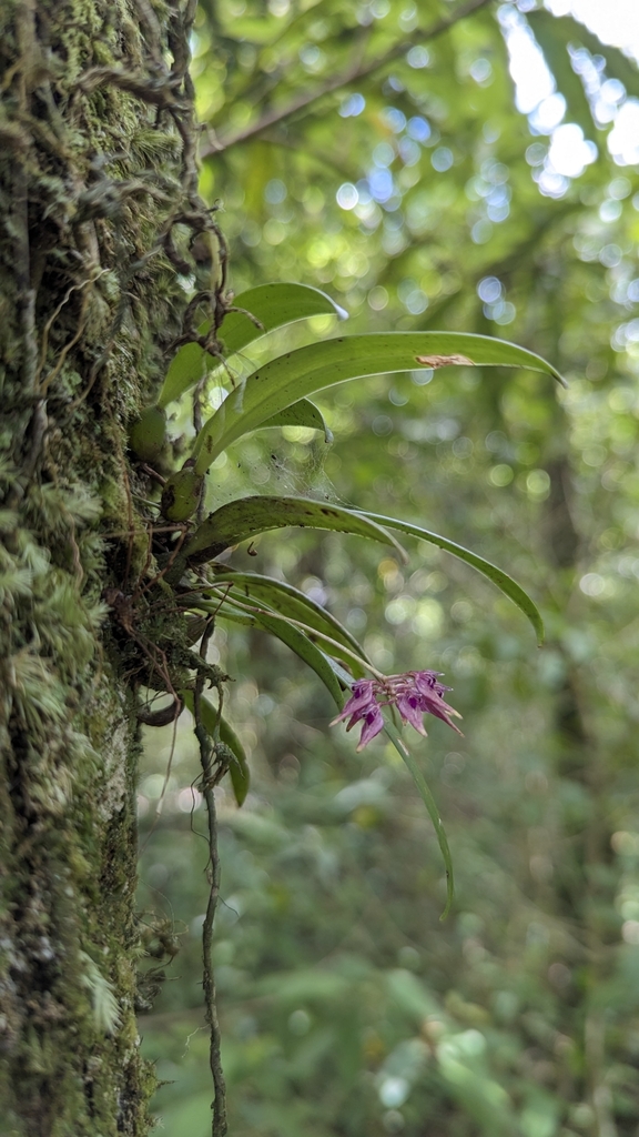 Bulbophyllum japonicum