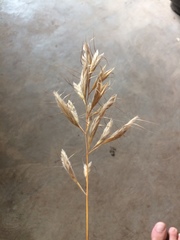 Bromus lanceolatus
