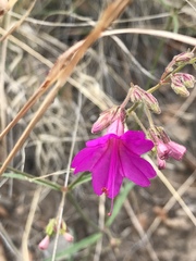 Mirabilis coccinea
